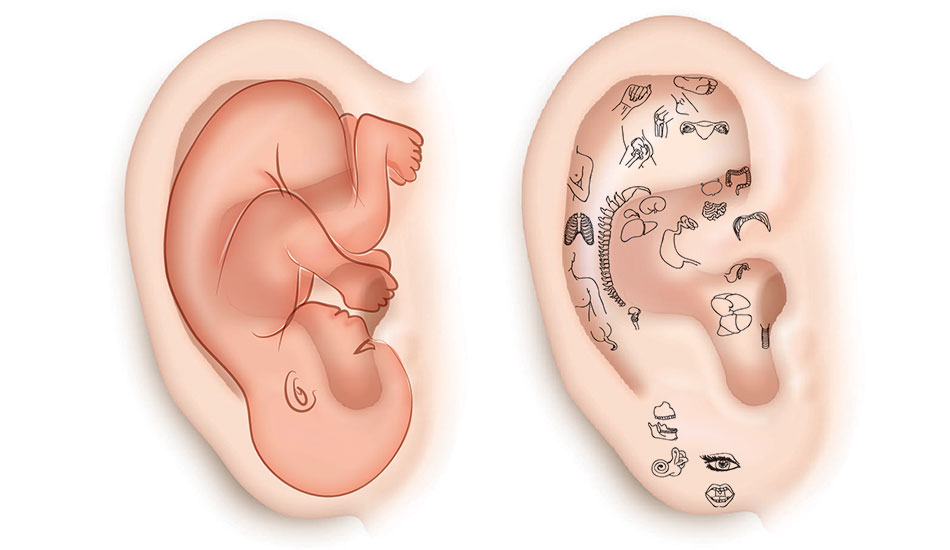 Hore Serie Réflexologie Auriculaire Oreille